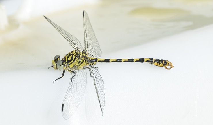 Onychogomphus forcipatus con domanda